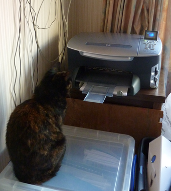 Cat monitor